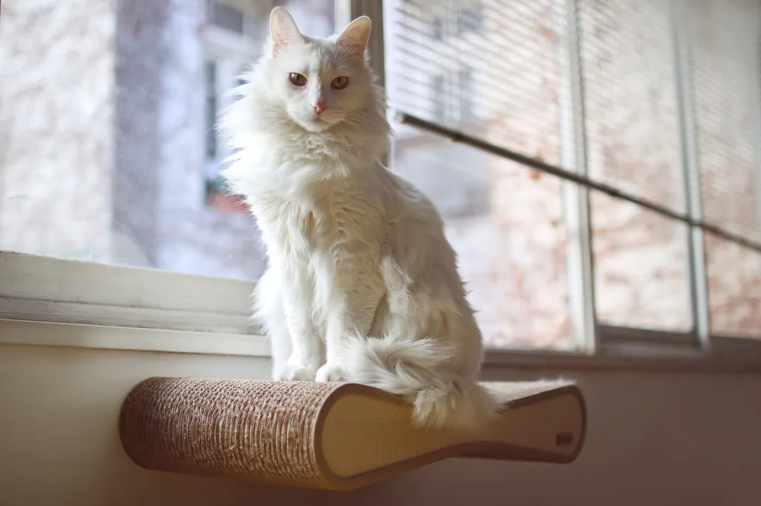 앙고라 고양이 기질