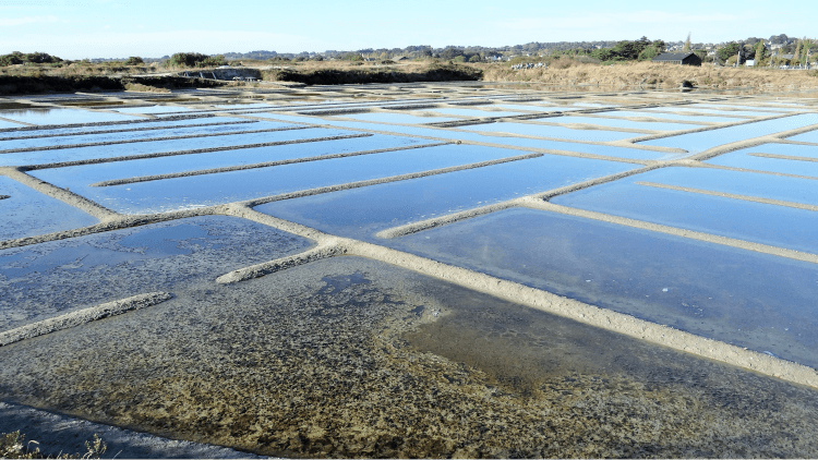 Un Sel Savoureux: La Fleur de Sel