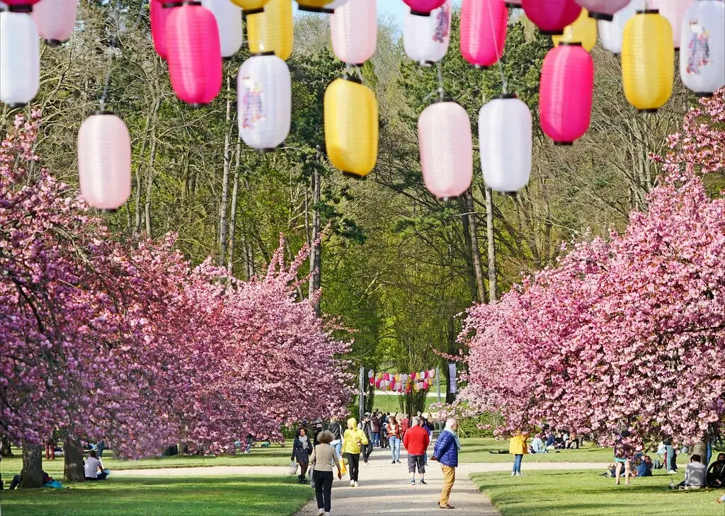 See the cherry-blossom at Parc de Sceaux