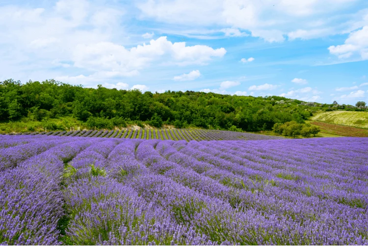 Lavender Fields