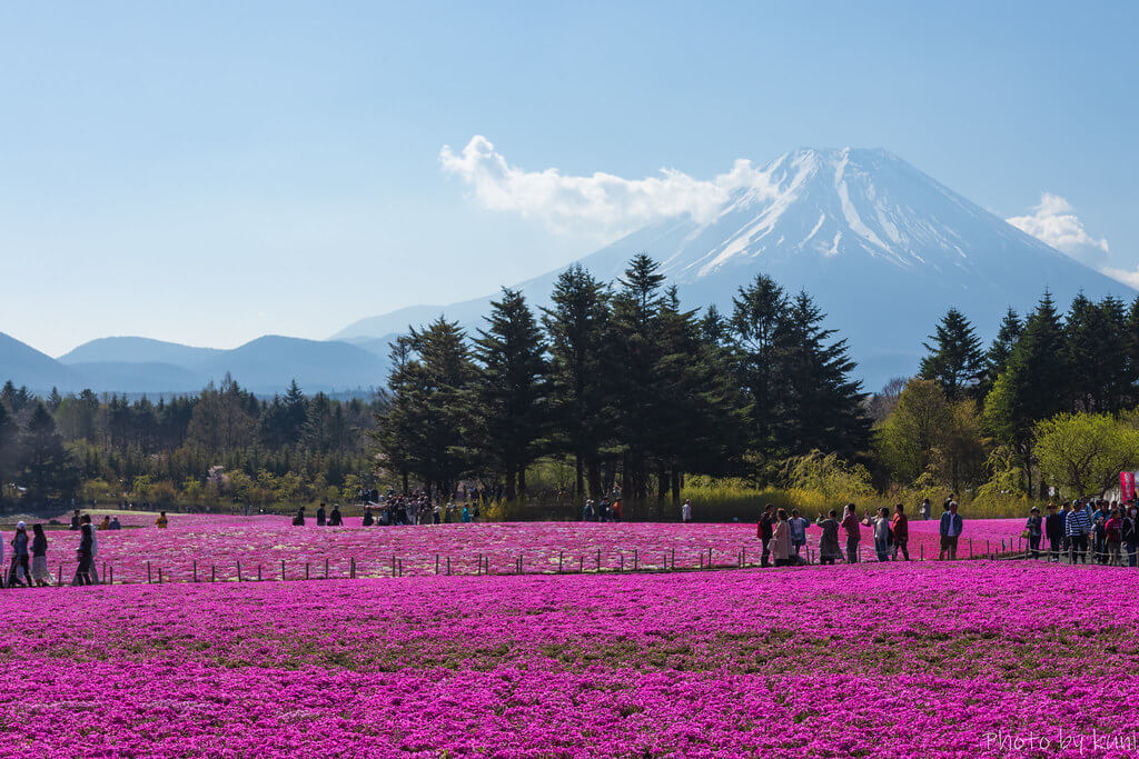 Fuji Shibazakura Festival