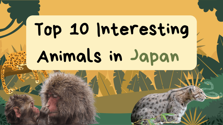 Top 10 Interesting Animals in Japan