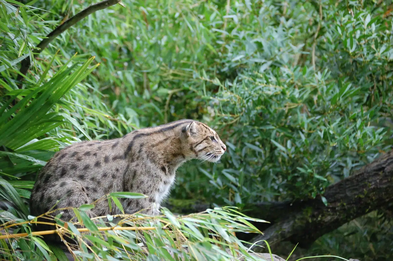 Iriomote Cat