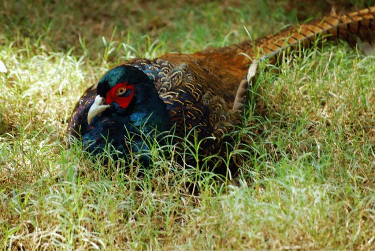 Japanese Green Pheasant