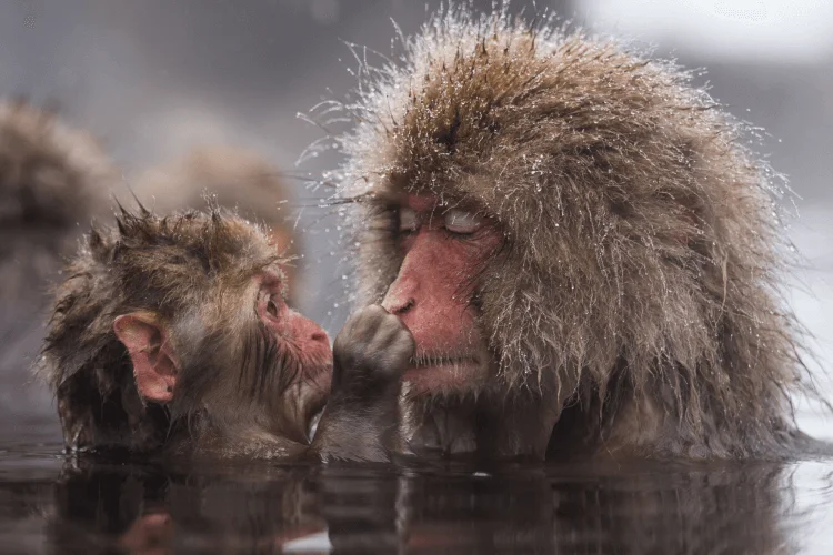 Japanese Macaque (Snow Monkey)