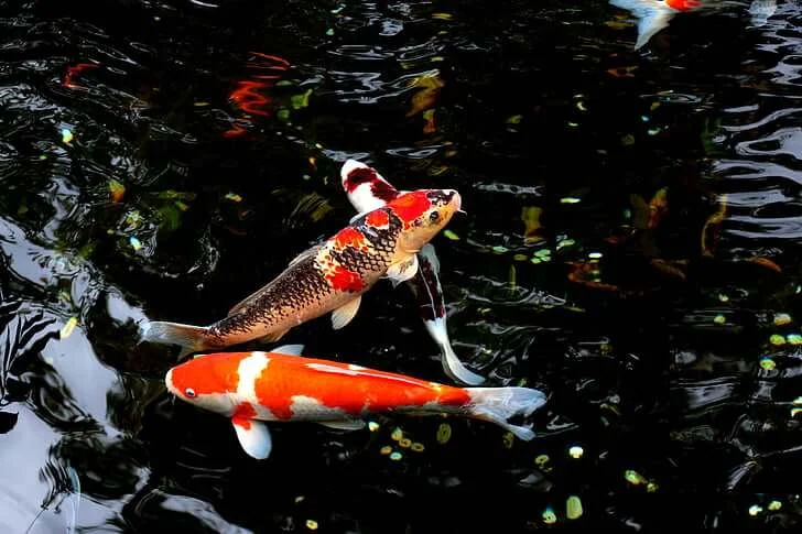 Koi Carp