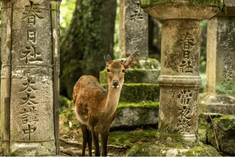 Nara Park