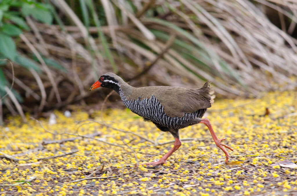 Okinawa Rail