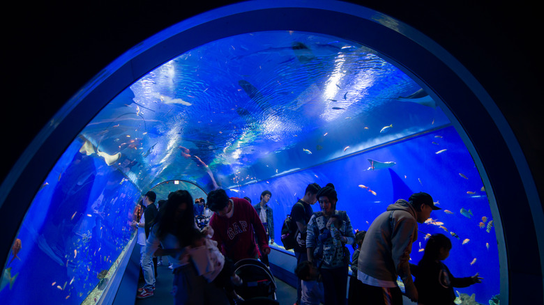 Osaka Aquarium Kaiyukan