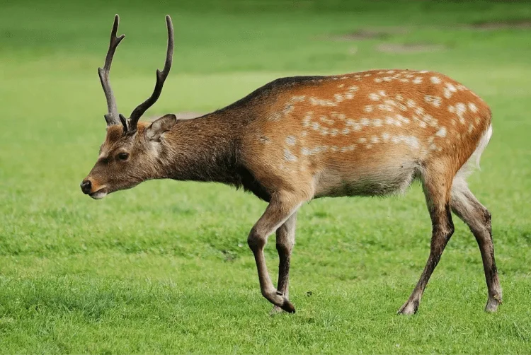 Sika Deer