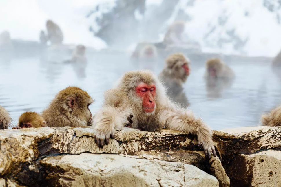 Snow Monkeys Enjoy Hot Springs