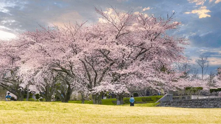 Spring in Japan