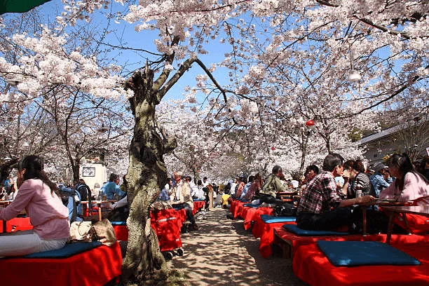 When Do Cherry Blossoms Bloom in Japan Blossom