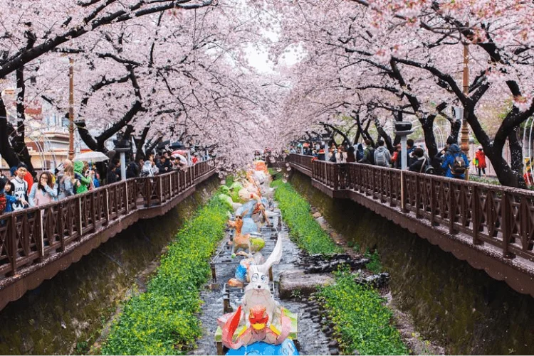 When Do Cherry Blossoms Bloom in Japan Festival