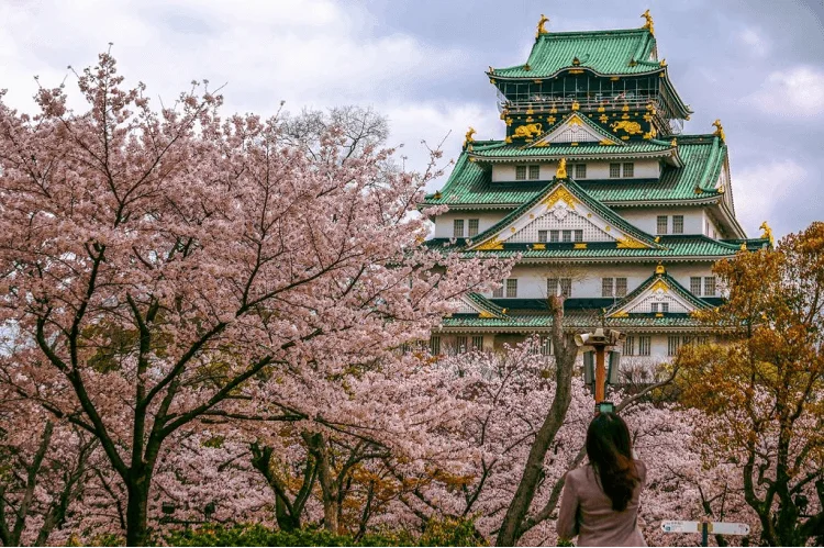 When Do Cherry Blossoms Bloom in Japan Osaka