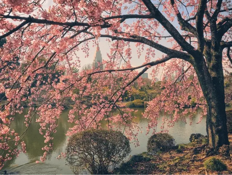 When Do Cherry Blossoms Bloom in Japan Shinjuku