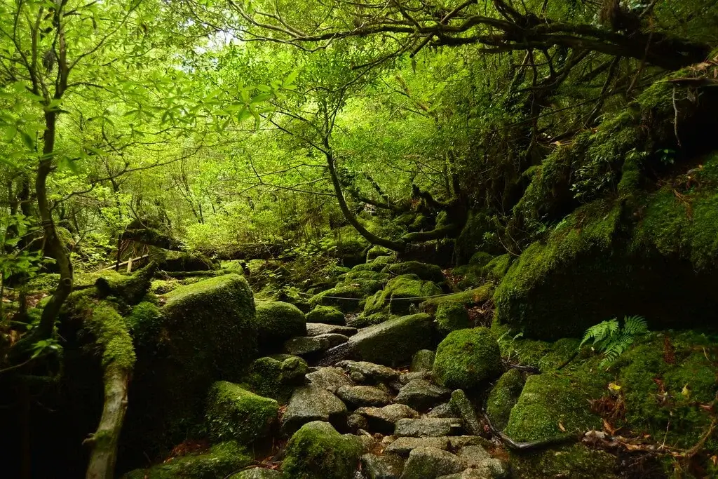 Yakushima Island