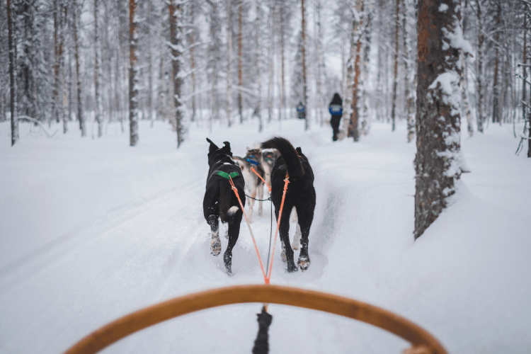 Norway Dog Sledding