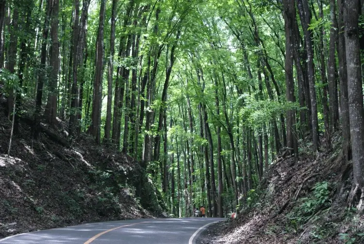 Philippines Man-Made Mahogany Forest