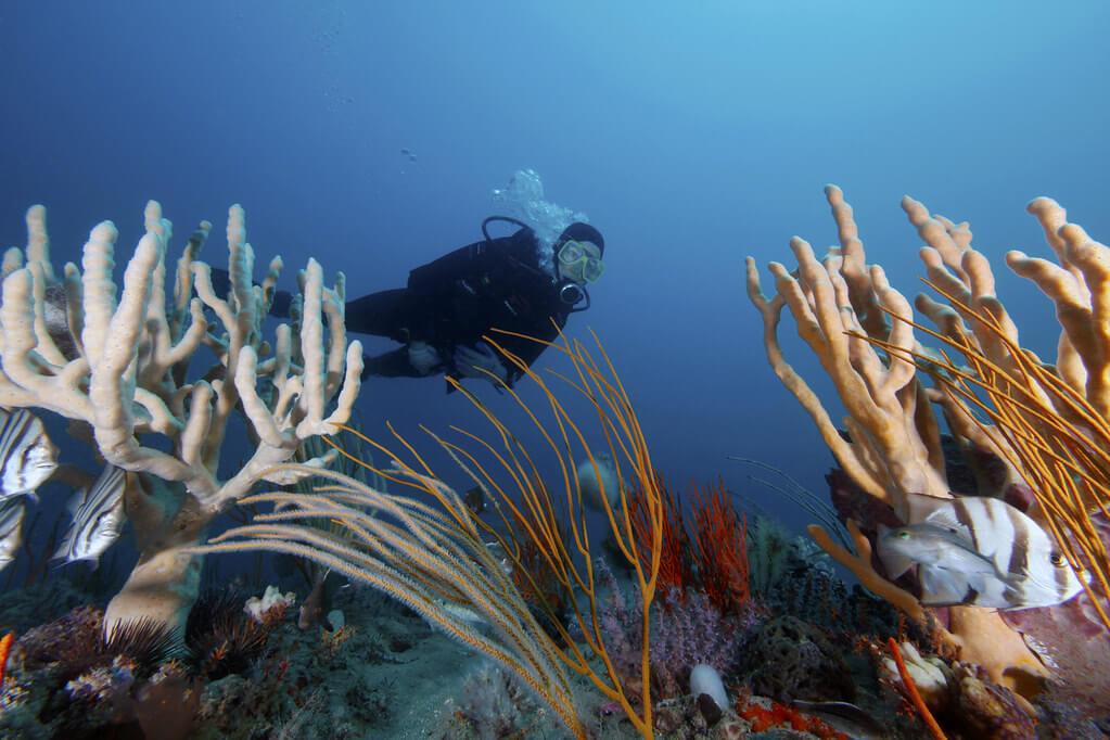 Philippines Snorkeling or Deep Diving