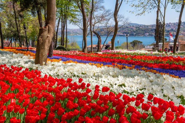 Festival de Tulipas de Istambul na Turquia