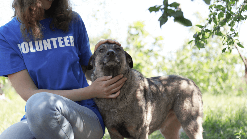 Adoption and Rescue Options for the Hmong Dog