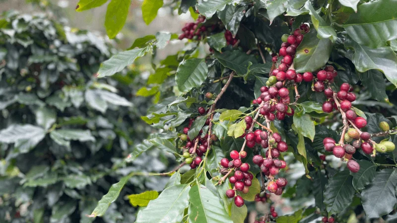 Coffee Planting in Vietnam