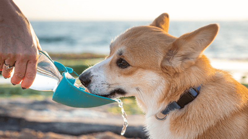 Dog Drinking Water