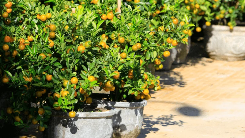 Kumquat Trees