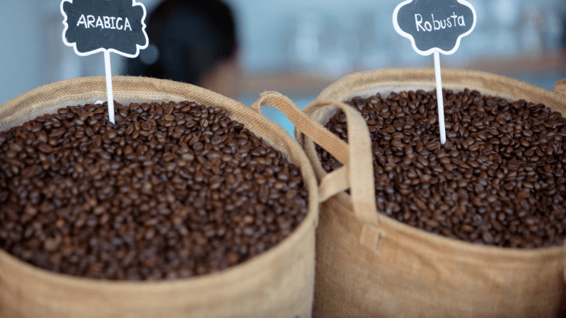 Robusta Coffee Beans vs Arabica Coffee