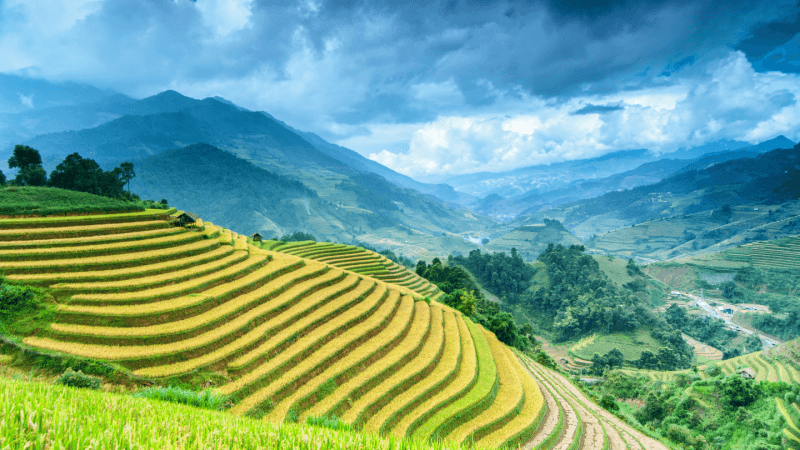 Sapa Rice Terraces