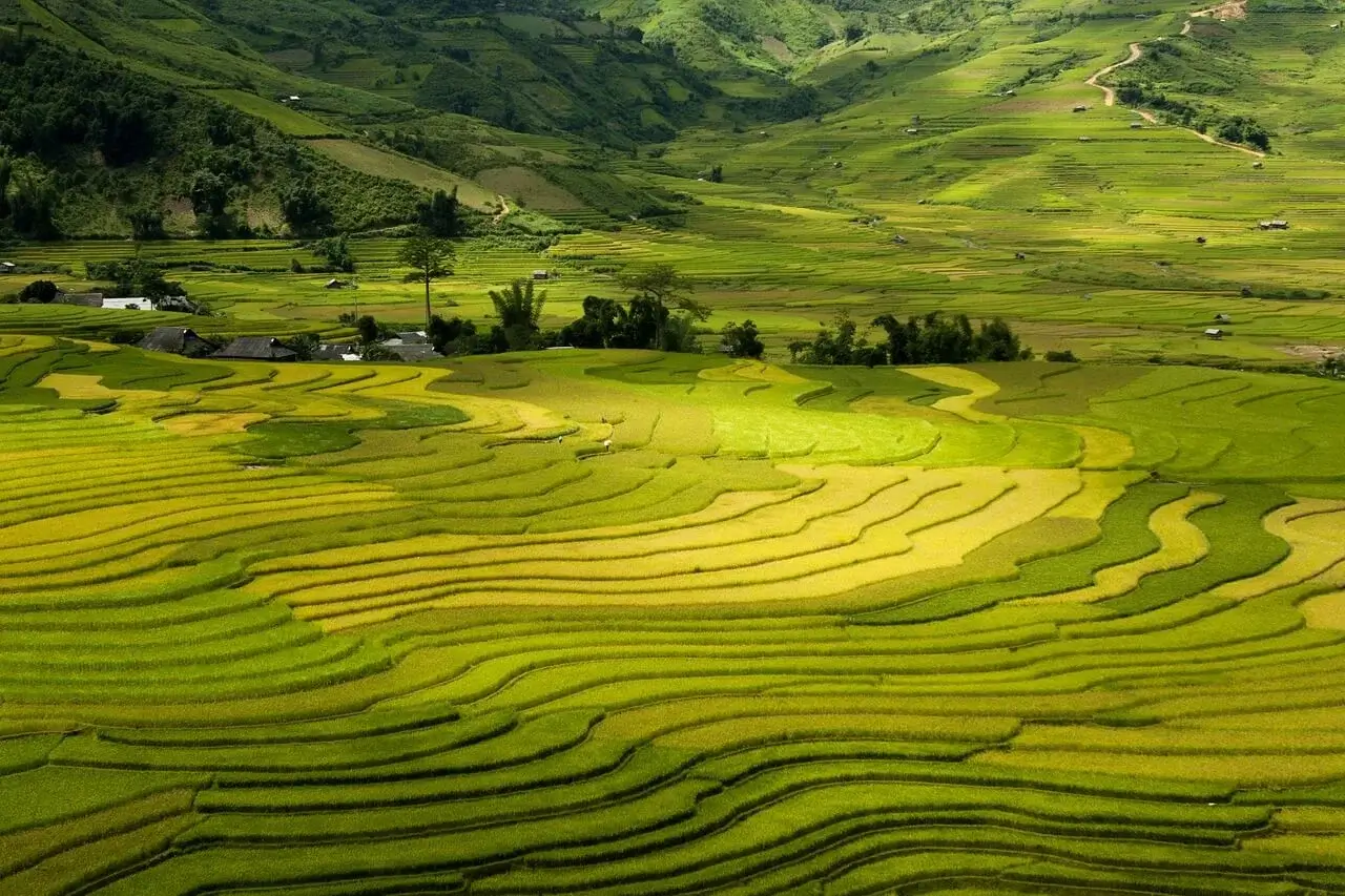 Track the rice terraces of Sapa