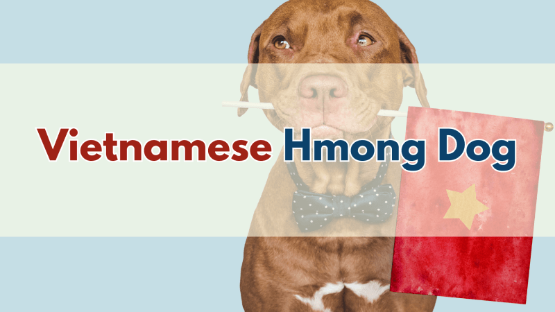 Vietnamese-Hmong-Dog