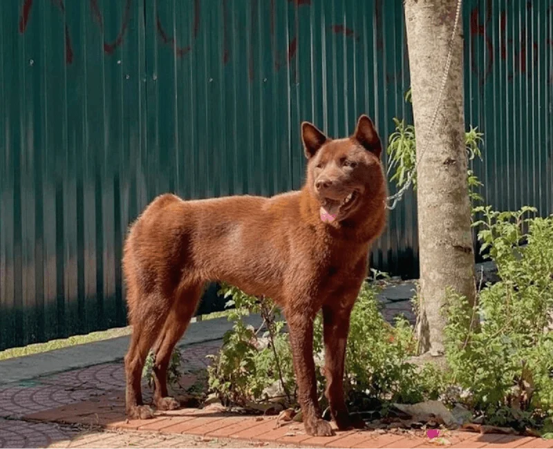 Basic Physical Characteristics of Vietnamese Hmong Dogs