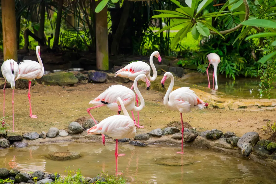 Bali Bird Park