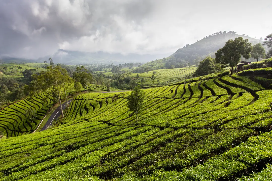 Bandung Tea Plantations