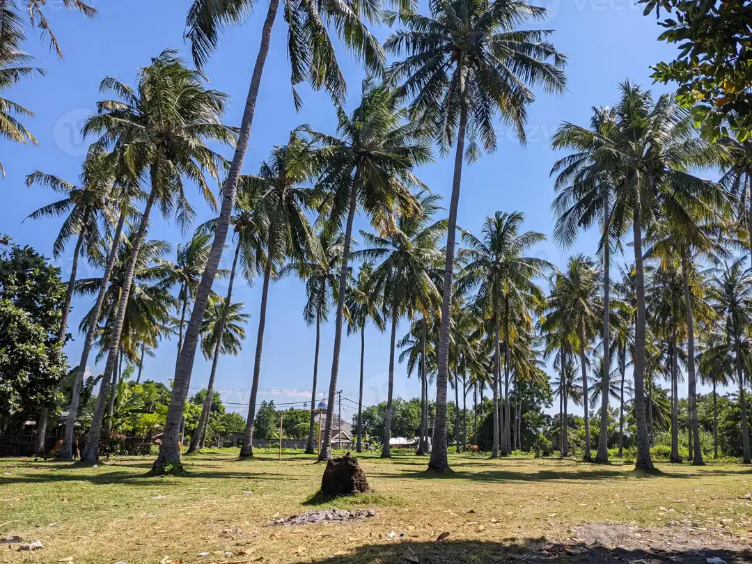 Indonesia Coconut Trees