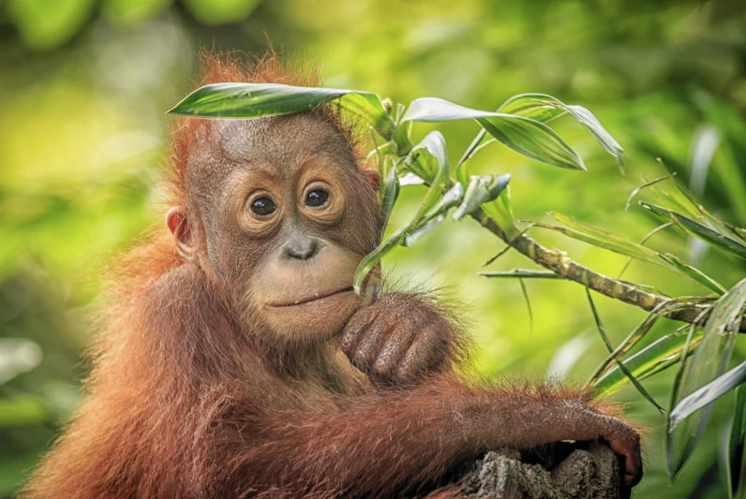 Indonesia Orangutans