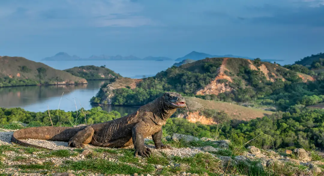 Komodo National Park