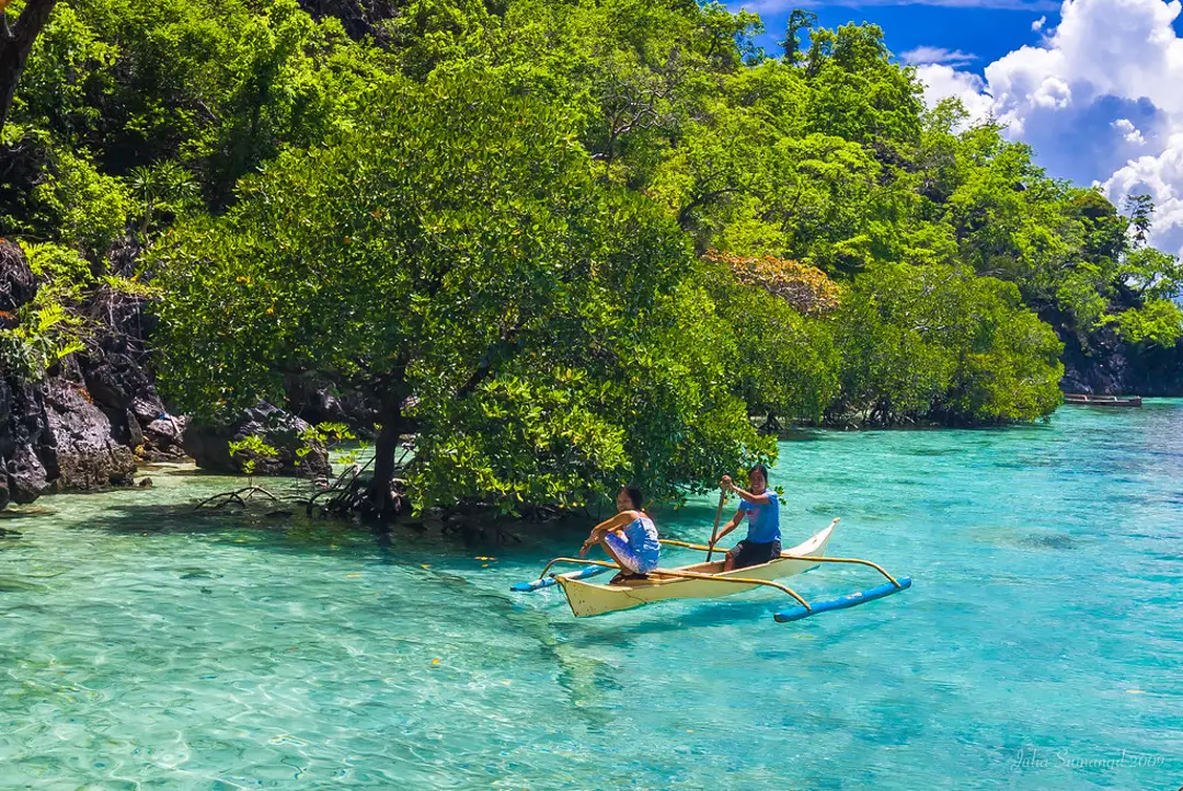 Mangrove Forest