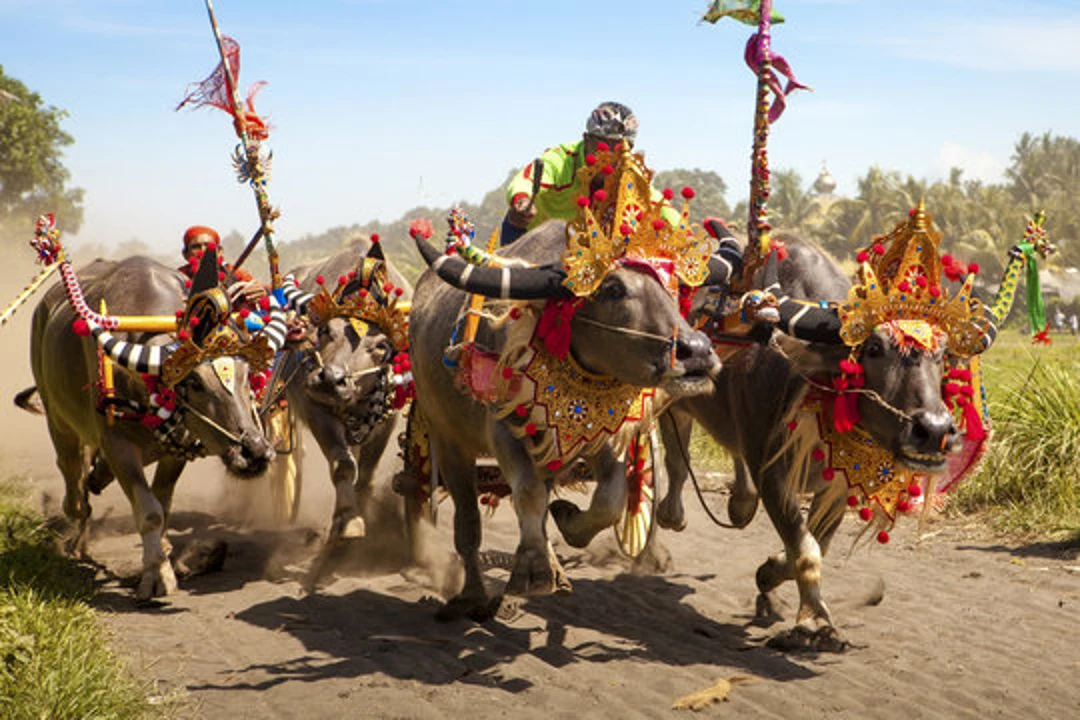 Mekepung Buffalo Races