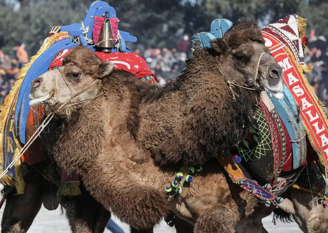 Muğla Camel Wrestling Festival