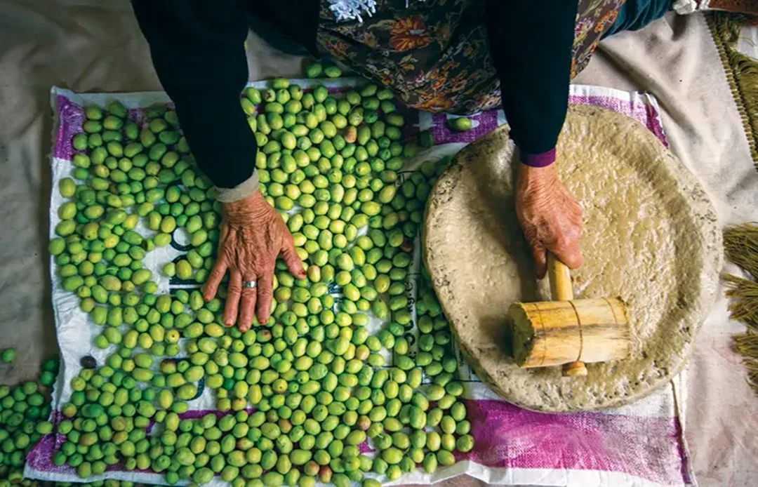 Festa della Raccolta delle Olive