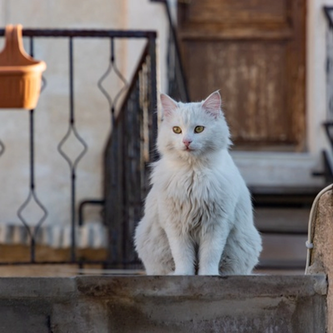 Allevare un Ambiente per Turkish Angora