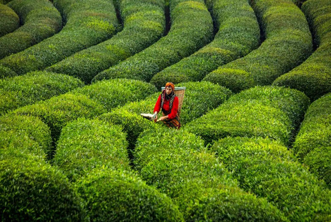 Rize Tea Harvest Tour