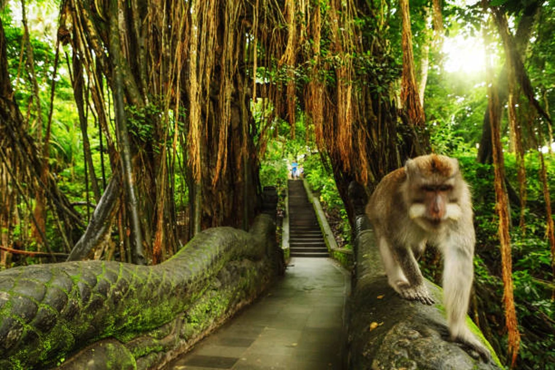 Sacred Monkey Forest Sanctuary