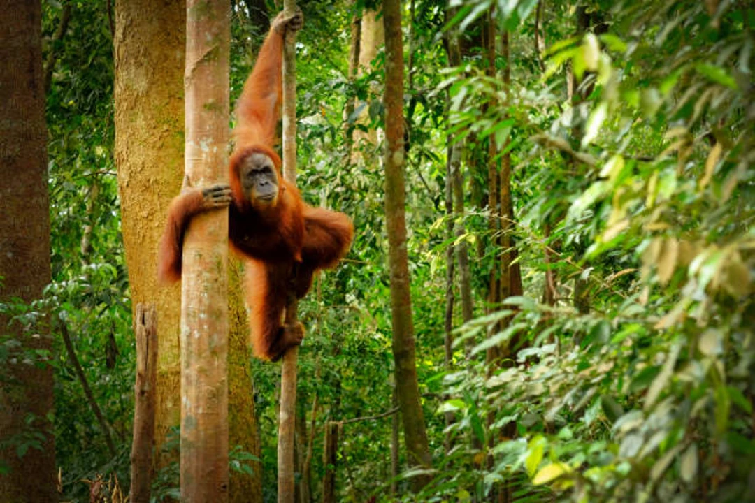 Wild in Borneo